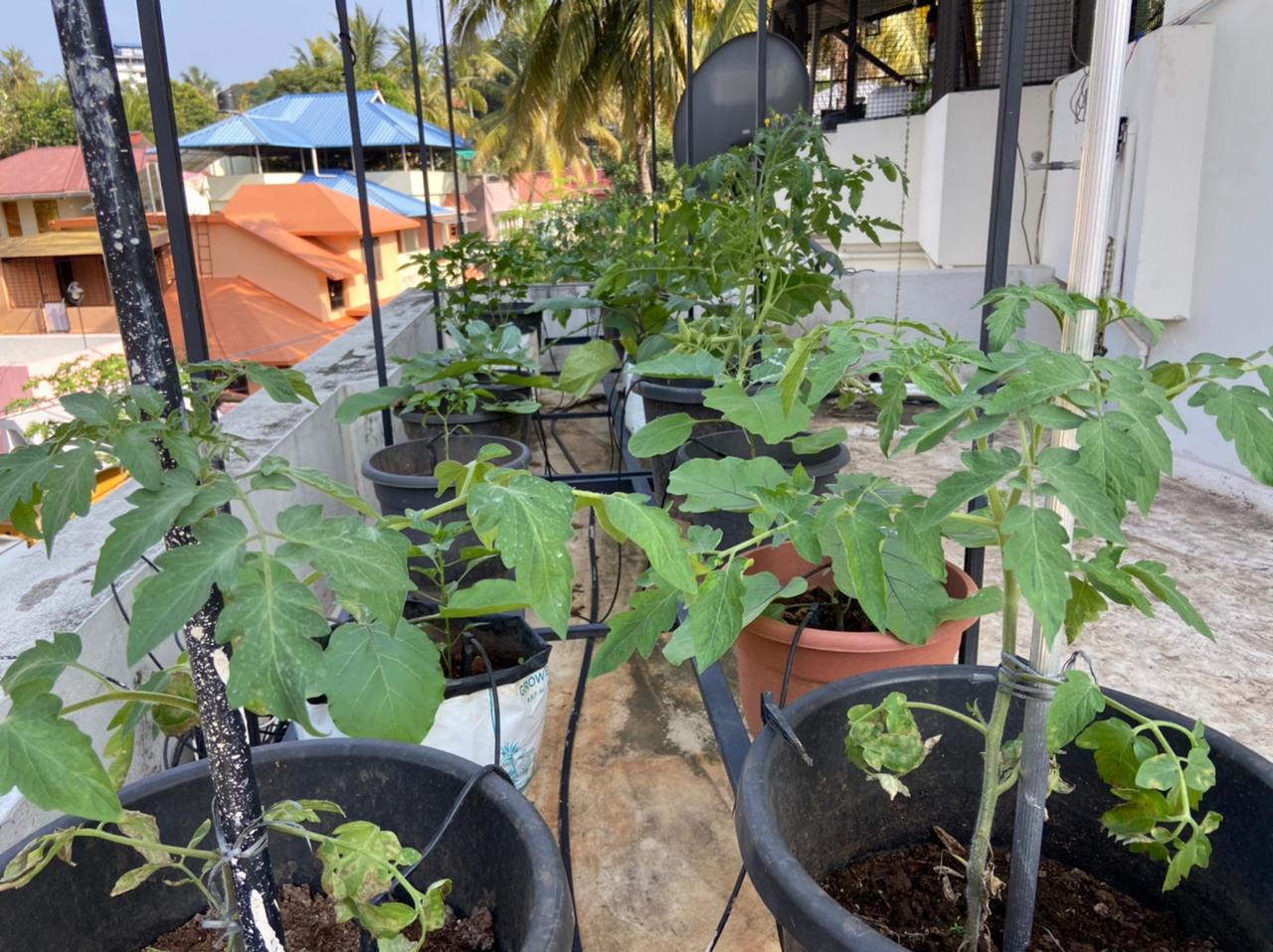 Drip Irrigation