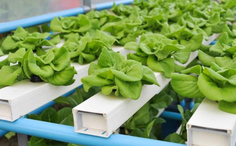 Aquaponics Supplier