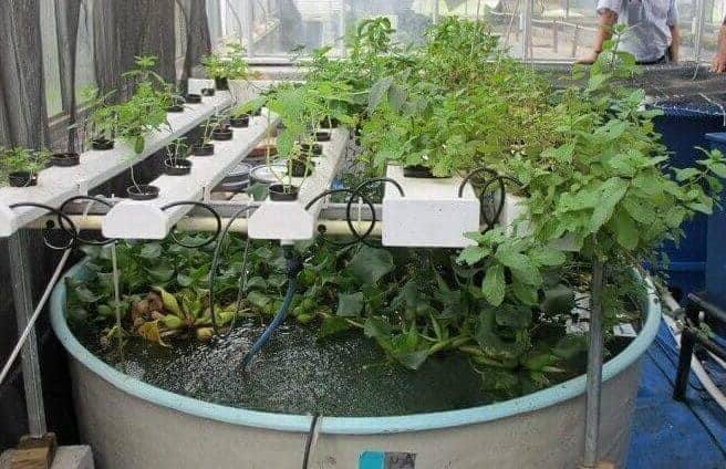 Greenhouse Aquaponics