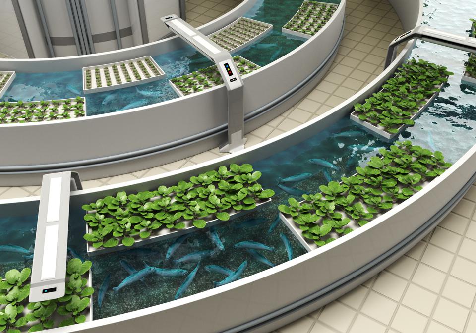 Automated Aquaponics Control